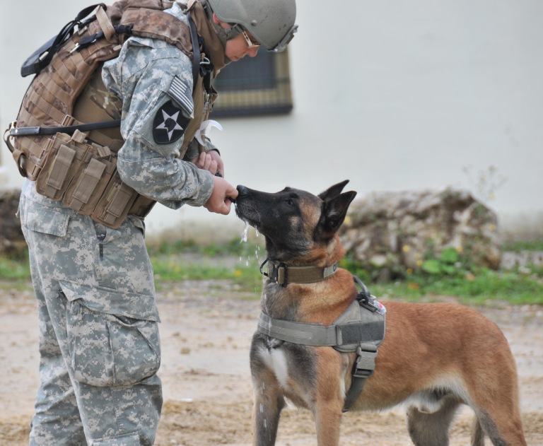Soldier and military dog